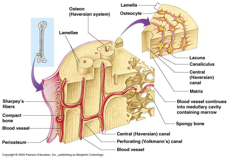 Compact bone Haversian system or Osteon the structural unit of compact bone o Osteocytes mature bone cells o Lacunae small cavities in bone that contain osteocytes o Lamellae ring of column-like