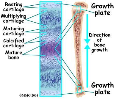 Underlying mesenchyme cells change to osteoblasts and bone collar forms around diaphysis. Central cartilage in diaphysis calcifies then develops cavities.