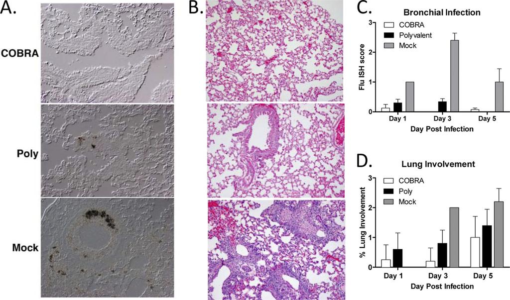 Giles et al. FIG 4 Histopathology of infected lungs. Vaccinated BALB/c mice (15 mice/group) were infected with 5 10 3 PFU of the highly pathogenic clade 2.