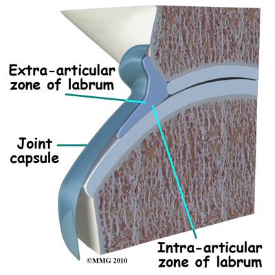 acetabular labrum has expanded just in the last 10 years.