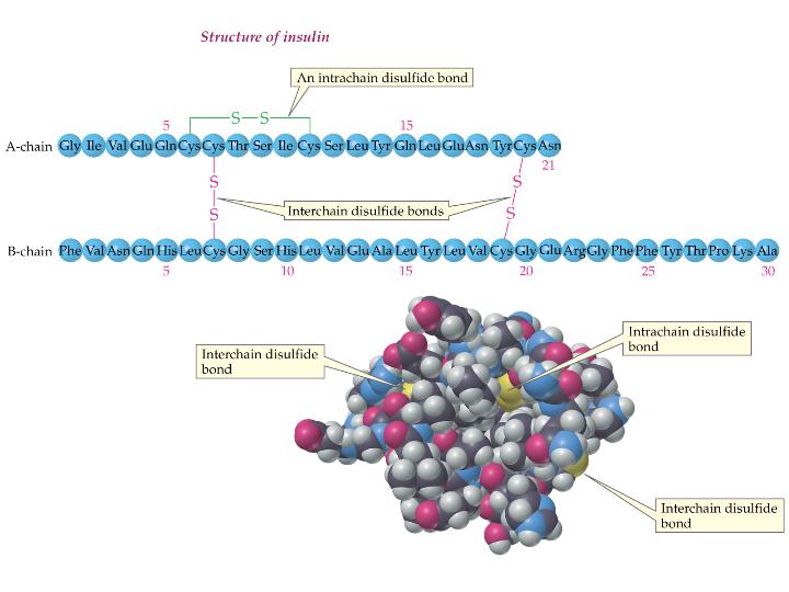Insulin 51 amino acids ; 3 disulfide linkages