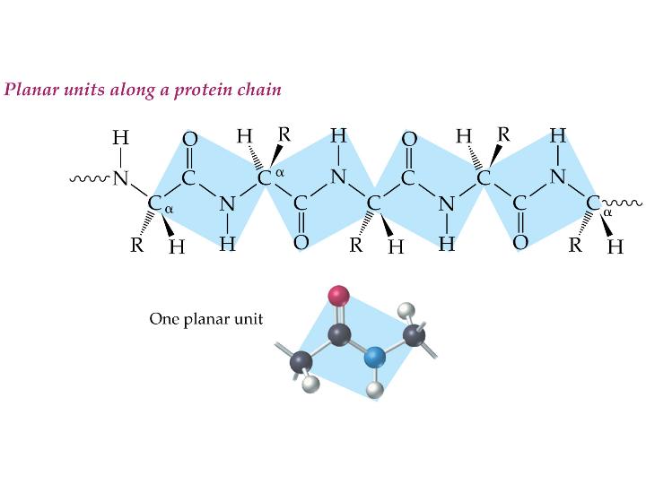 The Peptide Bond The trans-planar nature of the peptide bond accounts for the very high melting and boiling points and a lack of