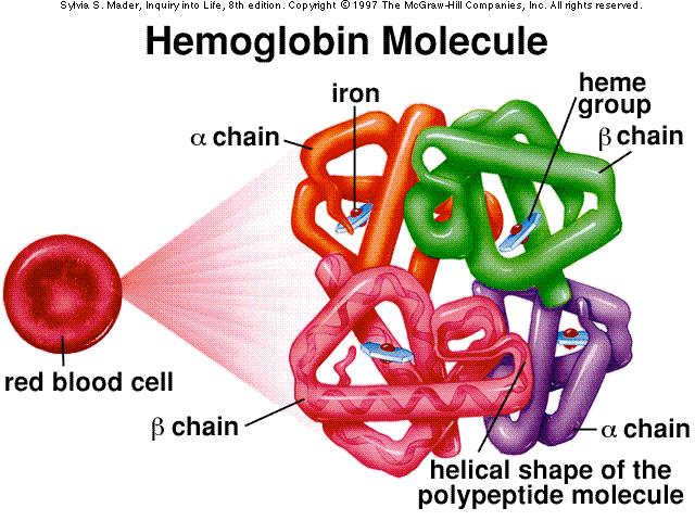 Globular Proteins - emoglobin 4 polypeptide chains 2 α-chains (141 residues each) 2 β-chains (146 residues each)