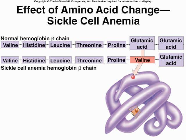 The sickle cell mutation causes hemoglobin molecules to clump t o g e t h e r i n a n a b n o r m a l manner.