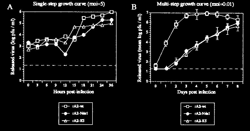11262 Biochemistry: Bermingham and Collins Proc. Natl. Acad. Sci. USA 96 (1999) FIG. 4. Kinetics of growth of ra2-wt, ra2-ndei, and ra2-k5 in cell culture.
