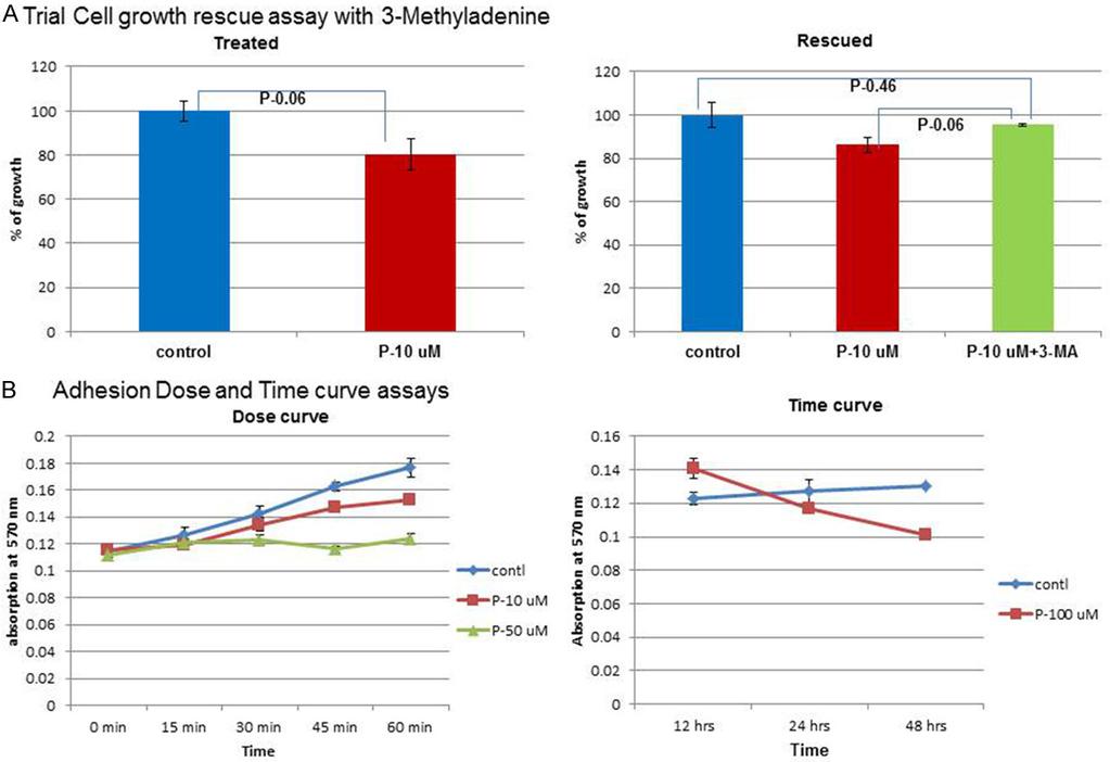 Figure 2. A. Trial rescue assay with the addition of 2 mm 3-MA: Comparison of cell growth between control and P-10 um treated cells showed a difference in growth between them.