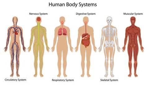 The muscular system is the largest system in the body.