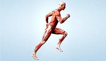 The muscular system is made up of tissues that work with the skeletal