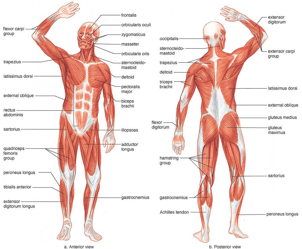 The Human Body Skeletal System Our skeleton is