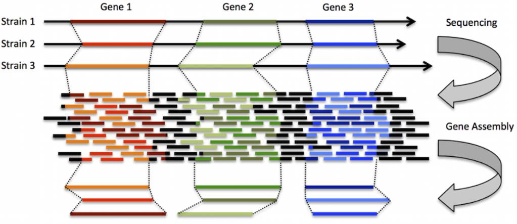 METAGENOME GENE ASSEMBLY 3 genes (red, green, blue) for 3 strains