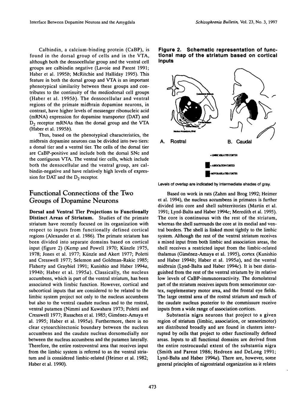 Interface Between Dopamine Neurons and the Amygdala Schizophrenia Bulletin, Vol. 23, No.