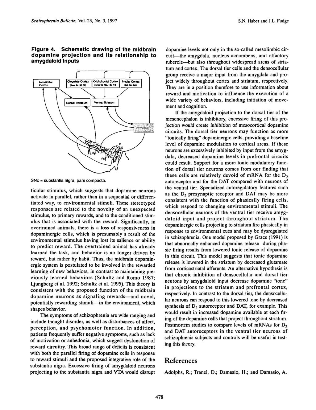 Schizophrenia Bulletin, Vol. 23, No. 3, 1997 S.N. Haber and J.L. Fudge Figure 4.