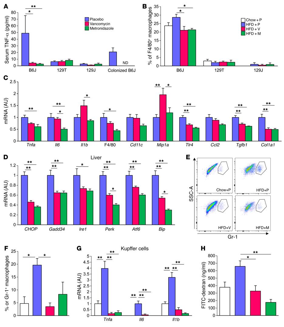 Figure 5. Gut microbiota modification by antibiotics ameliorates diet-induced inflammation in B6J mice.