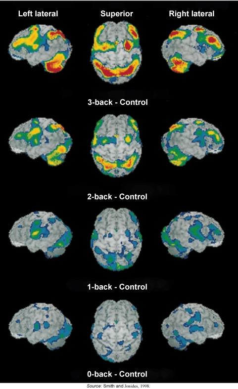 Mental Workload and Cortical Activity Effortful tasks show a wide spread of brain activity, even beyond the
