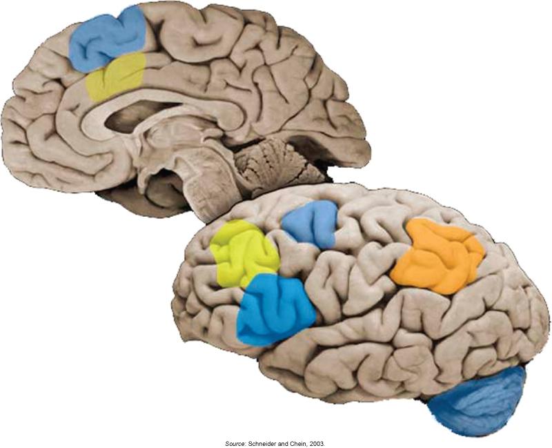 Working Memory A schematic of brain areas in the frontal and parietal