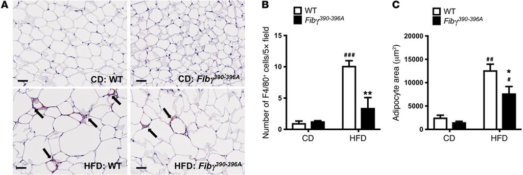 Figure 5. Fibγ 390 396A mice fed a HFD for 20 weeks have significantly fewer F4/80 + macrophages and reduced adipocyte size relative to HFD-fed WT mice.
