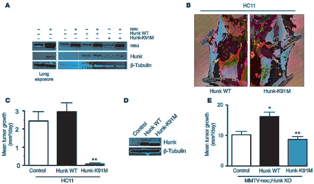 Figure 5 Expression of a kinase-dead allele of Hunk impairs growth of HER2/neu-induced tumors. (A) Western blot analysis confirming expression of HER2/neu, Hunk wild-type, and Hunk-K91M in HC11 cells.