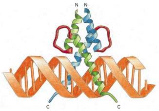 2 Literaturni pregled 2.2.1 Uzvojnica-omča-uzvojnica Transkripcijski čimbenici koji se vežu za promotorsku regiju DNA i čimbenici koji djeluju kao pojačivači imaju najčešće motiv uzvojnica-omča-uzvojnica (10) (Slika 2.