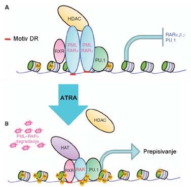 2 Literaturni pregled Slika 2.7 Model vezanja PML-RARα (a) PML-RARα, zajedno s RXR te PU.1 veže se na motive DR, novači kompleks HDAC te uzrokuje utišavanje ciljnog gena.