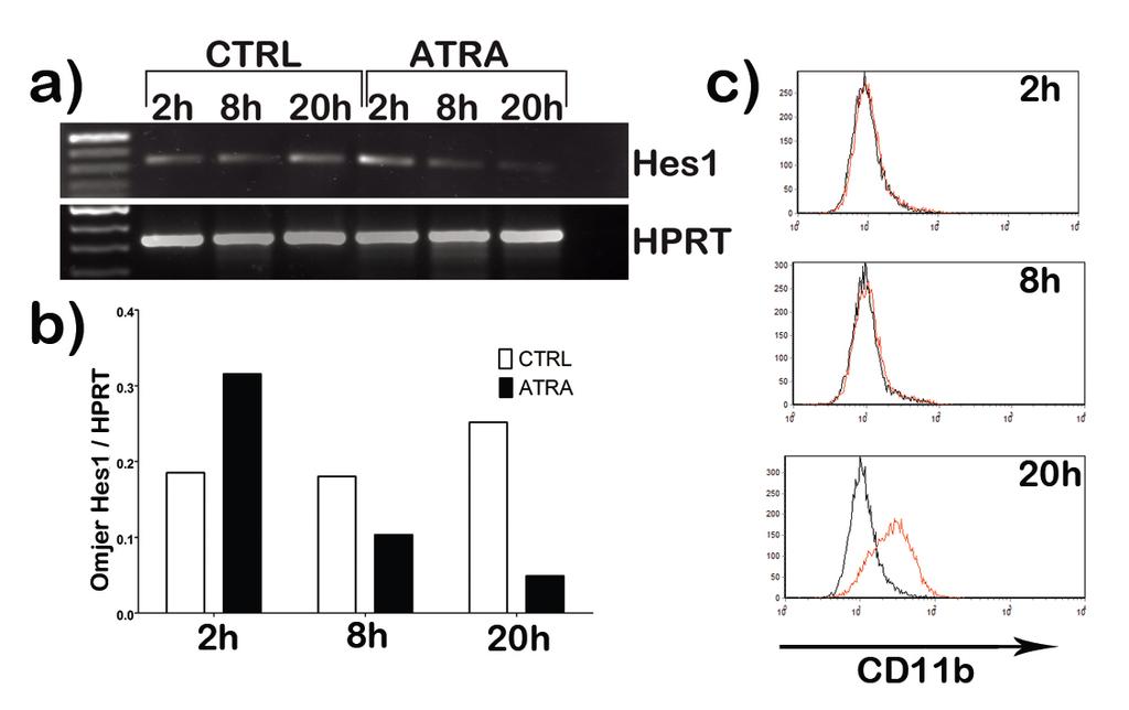 4 Rezultati Slika 4.4 Kinetika ekspresije glasničke RNA gena Hes1.