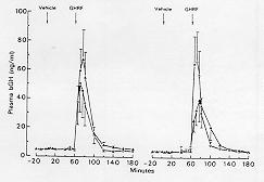 After the infusion of SRIH were stopped, GH concentrations remained stable. Figure 4. Plasma GH concentrations in beef calves before and after surgery are illustrated.
