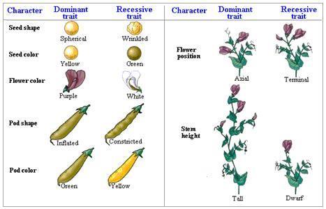 3:2 What did Mendel do? MENDEL USED PEA PLANTS TO STUDY HEREDITY FOR TWO REASONS 1. He could easily identify 7 different characteristics and two opposing traits for each characteristic.