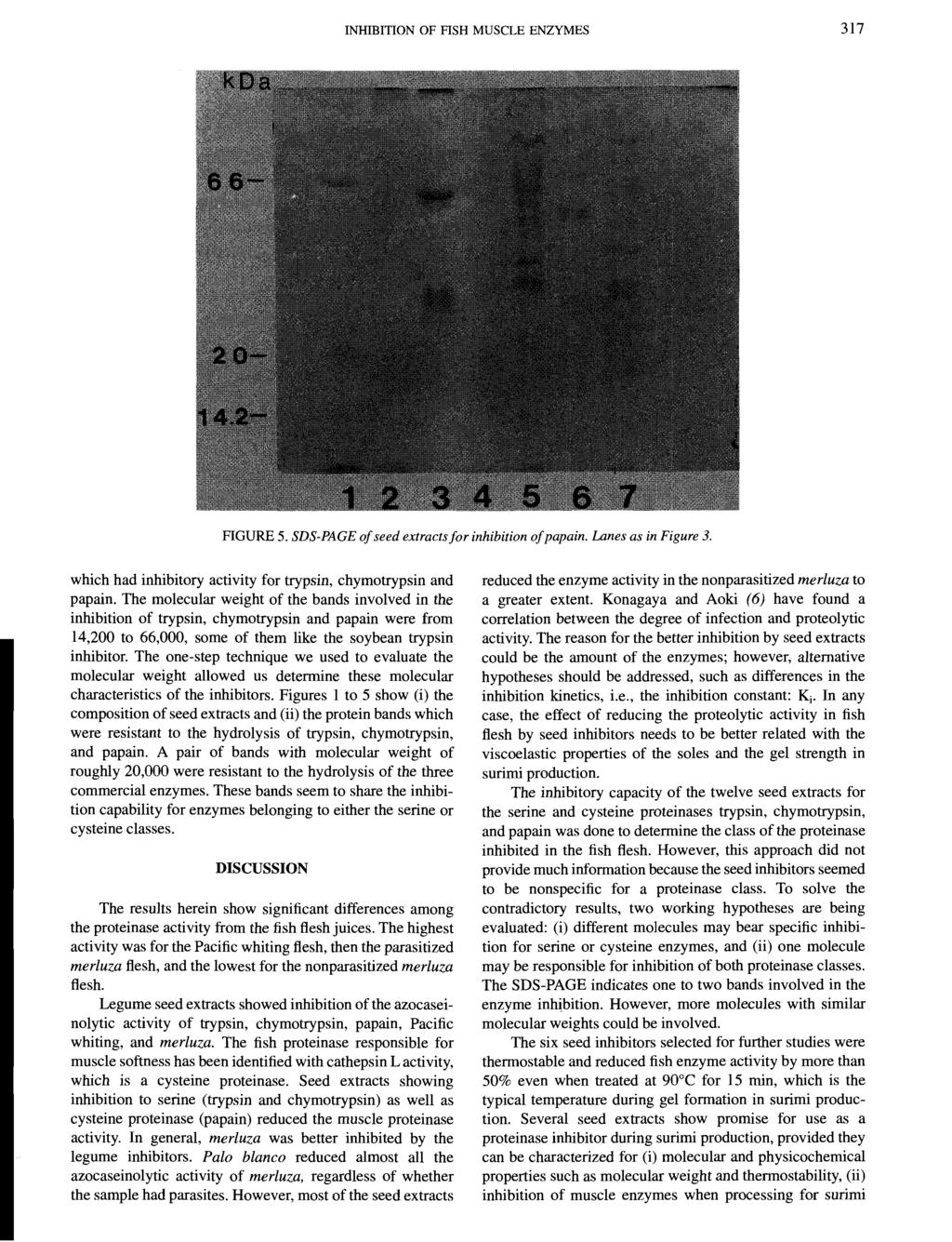 INHIBITION OF FISH MUSCLE ENZYMES 317 FIGURE 5. SDS-PAGE of seed extracts for inhibition of papain. Lanes as in Figure 3. which had inhibitory activity for trypsin, chymotrypsin and papain.