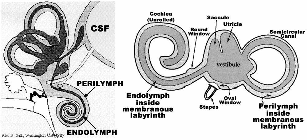1. Peripheral Receptor Apparatus Boney and Membranous Labyrinth
