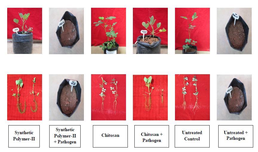 Plate B: Effect of synthetic polymer and biopolymer chitosan treated seed on growth parameters and antifungal activity against collar rot disease of groundnut in pot culture Table 2: Effect of seed