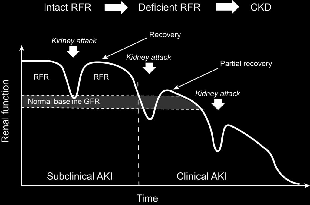 With repeated kidney injury, renal functional reserve is lost