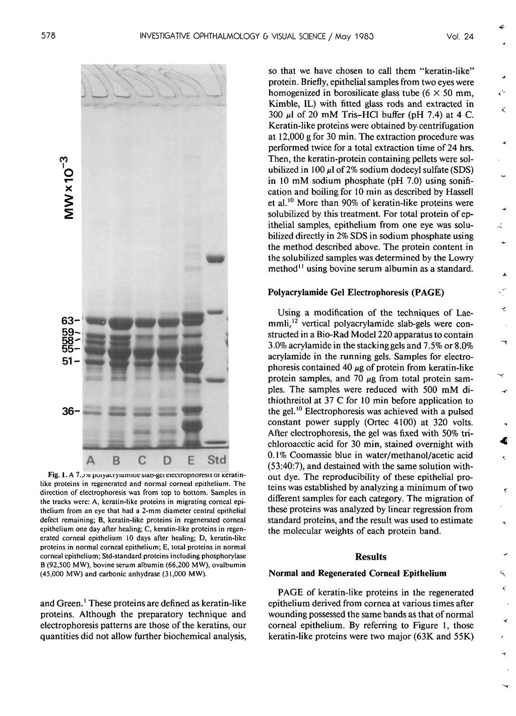 578 INVESTIGATIVE OPHTHALMOLOGY 6 VISUAL SCIENCE / Moy 1983 Vol. 24 so that we have chosen to call them "keratin-like" protein.