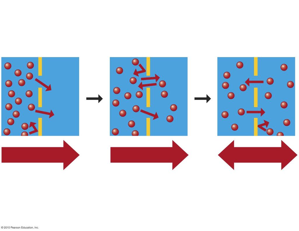 Molecules of dye Membrane Net diffusion Net diffusion