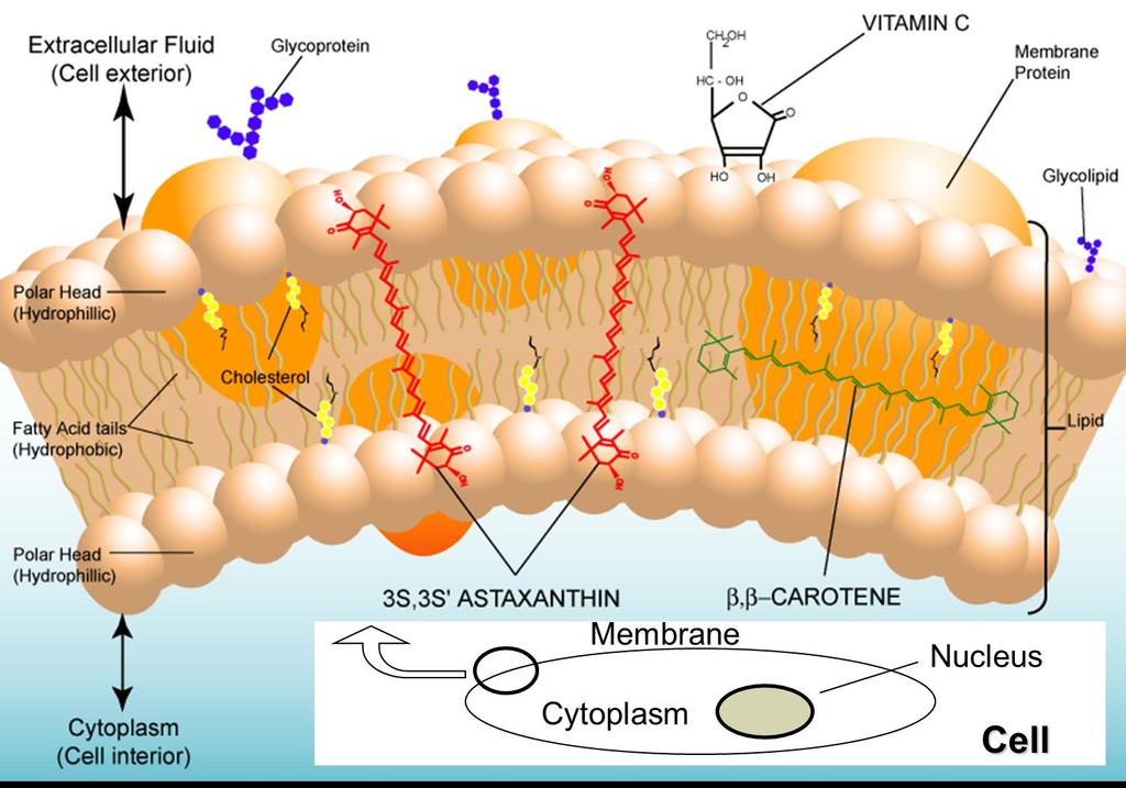 Functional Foods in Health and Disease 2013; 3(7):254-258 Page 256 of 258 membrane [8]. Figure 1 shows astaxanthin s unique ability to span through the double layer cell membrane.