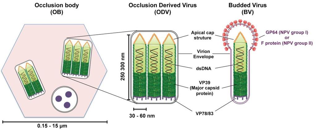 Viruses 2013, 5 1888 BV is the infectious form responsible for cell-to-cell transmission within the host and in cell culture (reviewed in [17]).