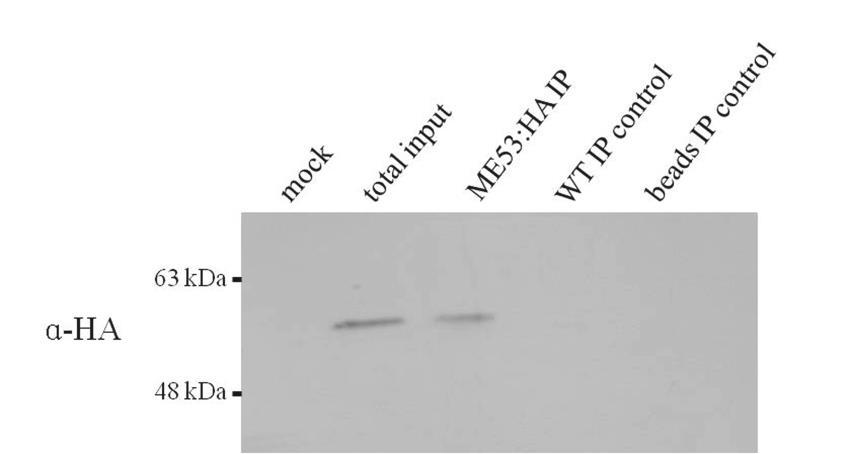 Figure 4.3 Western blot for ME53:HA detection after ME53:HA IP.