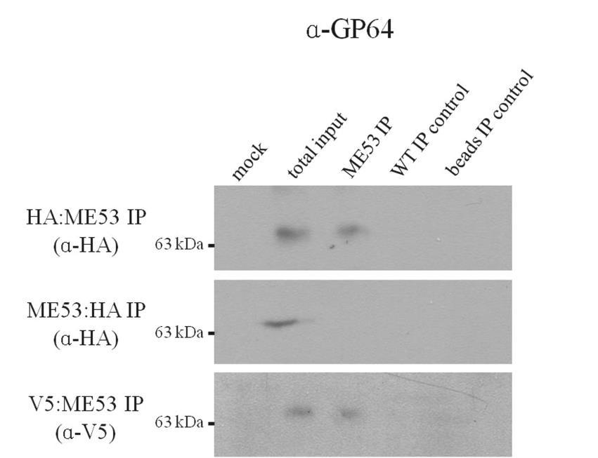 Figure 4.4 Western blot for GP64 detection after HA or V5 IP.
