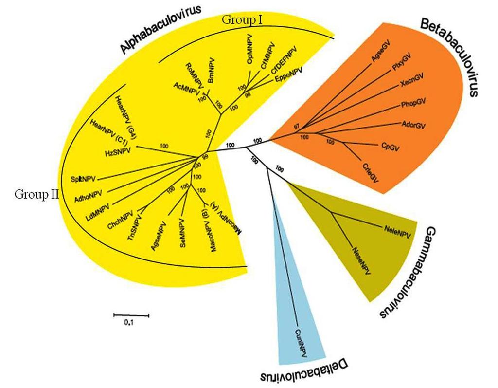 Figure. 1.1 Baculovirus phylogenetic tree.