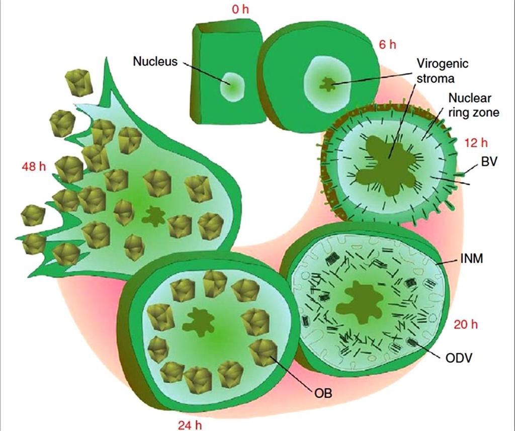 Figure 1.3 Different phases of the baculovirus infection cycle in insect cells.