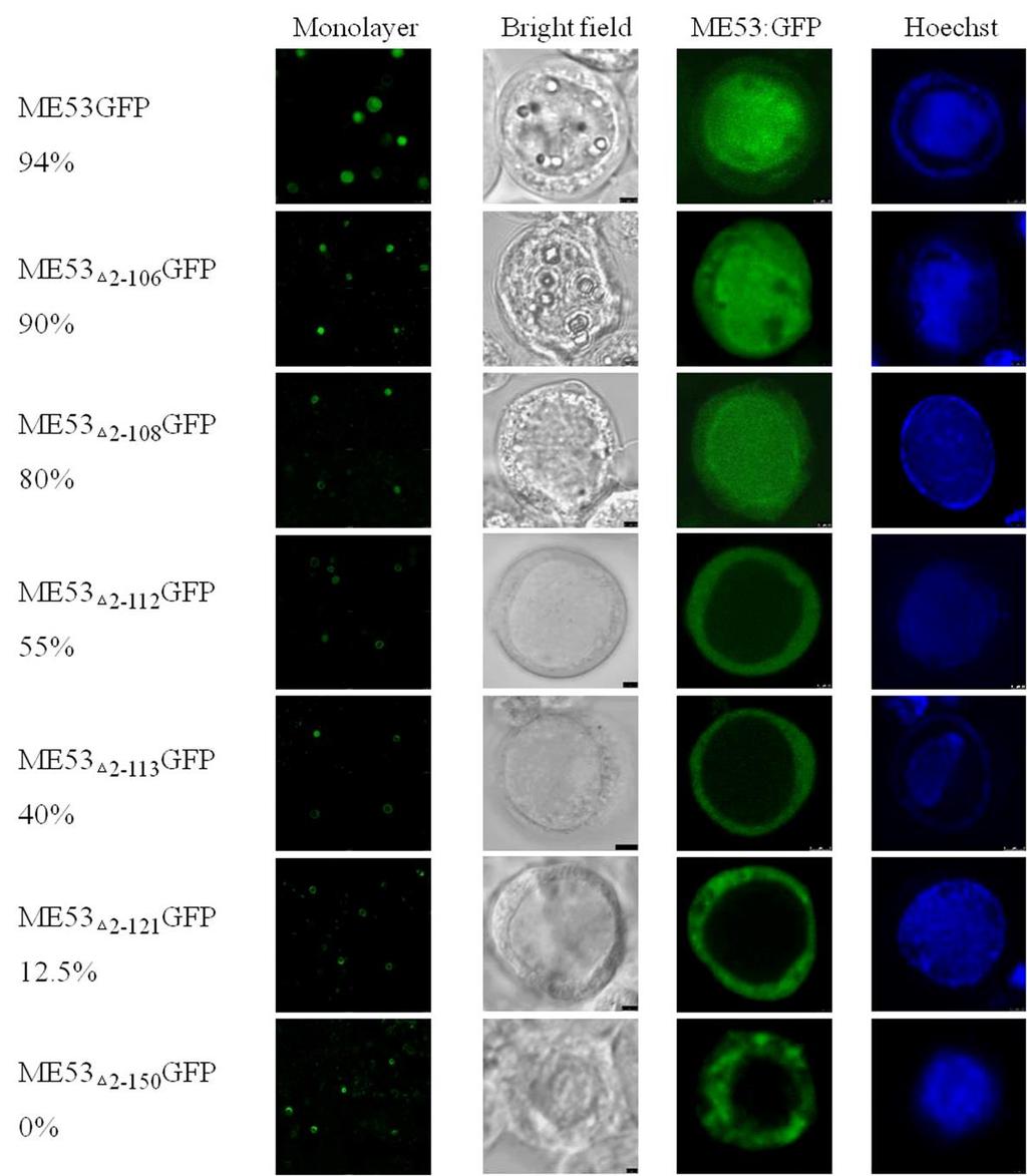 Figure 2.7. Intracellular localization of GFP-fused ME53 N-terminus truncations with bacmid DNA at 48 hpt.