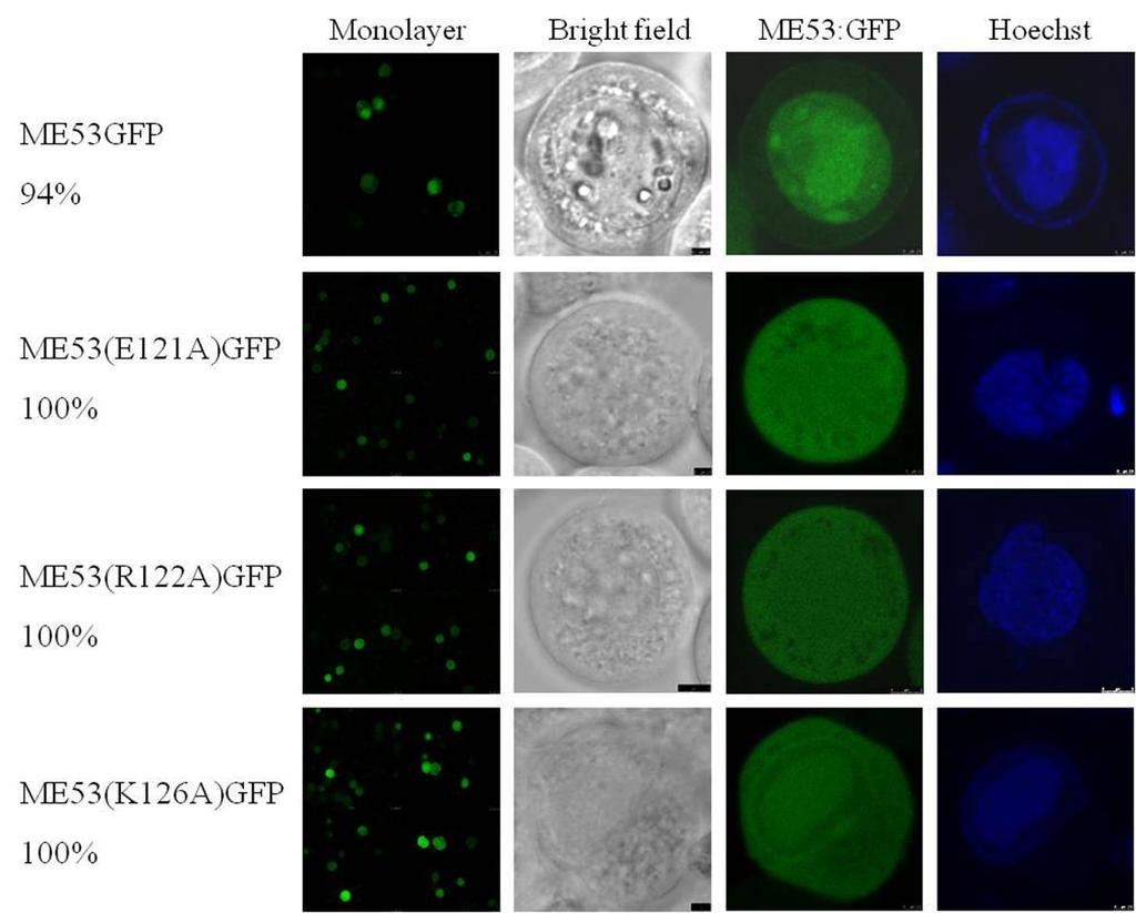 Figure 2.9. Intracellular localization of GFP-fused ME53 site-directed mutations with bacmid DNA at 48 hpt.