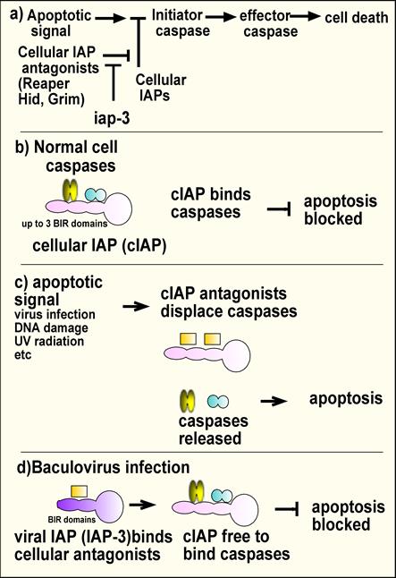 Figure 3. A possible mechanism for baculovirus IAP to block apoptosis. a) Schematic diagram of theory.