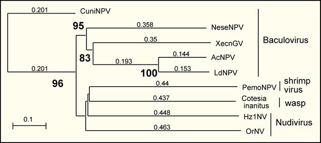Figure 7. Phylogenetic relatedness of VLF-1 from selected viruses and a braconid wasp. Neighbor joining Best Tree; Numbers in bold indicate Bootstrap values (1000 reps) over 50%.