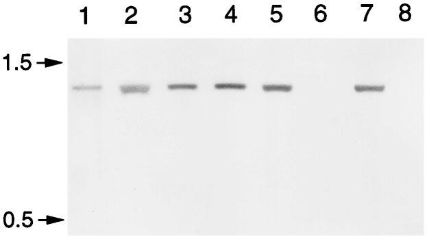 1346 PAN ET AL. J. CLIN. MICROBIOL. FIG. 2. Southern blotting of chromosomal DNAs from six Chinese H. pylori isolates (lanes 1 to 6, respectively), a caga-positive H.