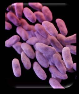 Carbapenem Resistance Serious threat to public health Infections are difficult/impossible to treat Up to 50% mortality from carbapenem-resistant Enterobacteriaceae (CRE) Patients can