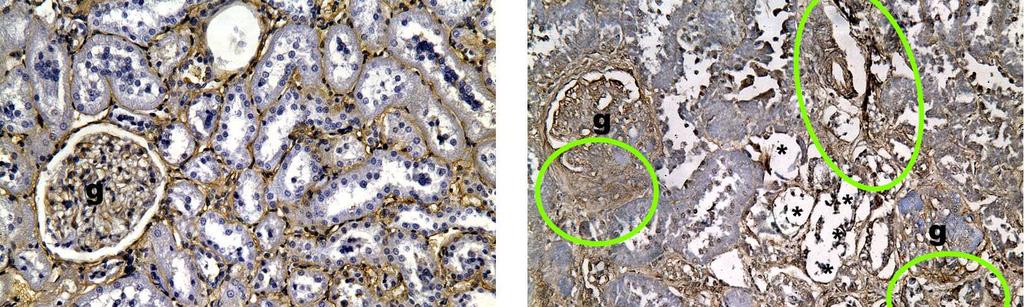 Figure 40. Collagen IV expression in kidneys from control and diabetic animals delayed-treatment study.