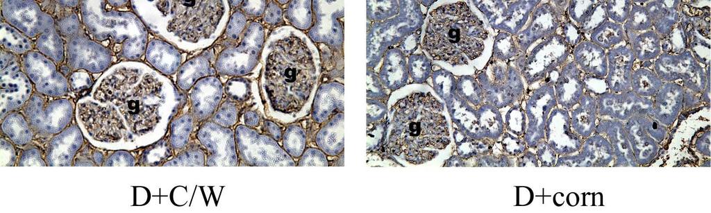 Note the distribution of collagen IV in the basement membranes of tubules and glomeruli in ND, D+C/W, and