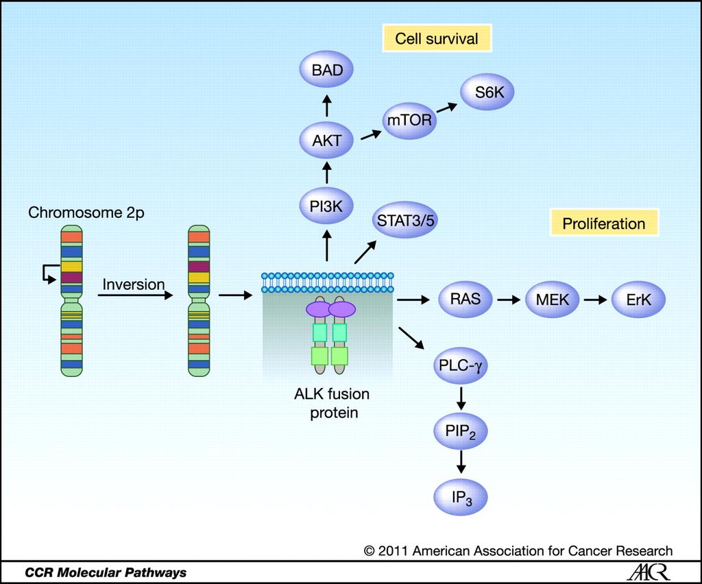 Schematic of ALK fusion oncogenes and important downstream signaling