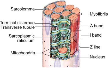 1 Plasticity of the Mammalian Motor Unit 7 Fig. 1.5 Cross-section through a muscle fibre.