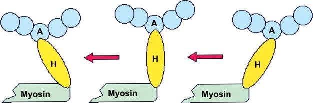 8 G. Vrbová Movement, i.e. force development, is accomplished by the interaction of two proteins, myosin and actin. These two proteins are arranged into regular units called sarcomeres. Figure 1.
