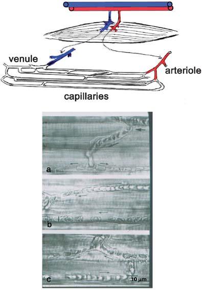 28 O. Hudlicka Fig. 2.3 Vascular supply and microcirculation in skeletal muscle.